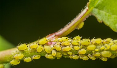 Te owady to skarb, który uratuje twój ogród. Najlepszy sposób na mszyce
