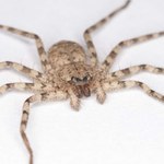 Te pająki kręcą najszybsze piruety na świecie