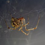Te pająki tkają wyjątkową nić. Zostały zmodyfikowane genetycznie