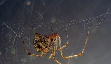 Te pająki tkają wyjątkową nić. Zostały zmodyfikowane genetycznie