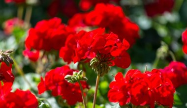 Te pelargonie stały się hitem Instagrama. Wszyscy chcą je mieć w ogrodzie 