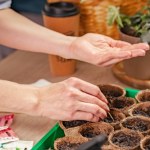 Te piękne kwiaty wysiewam już w styczniu. Mam najpiękniejszy ogród w okolicy