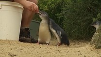 Te pingwiny mają niezły apetyt! W 5 minut mogą zjeść...