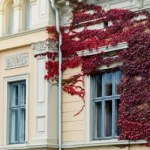 Te pnącza szybko rosną i nie niszczą elewacji. Uprawa ich jest bardzo łatwa