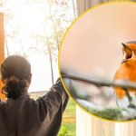 Te ptaki budzą Polaków przed świtem. Sprawdź, które śpiewają najwcześniej