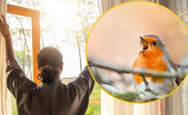 Te ptaki budzą Polaków przed świtem. Sprawdź, które śpiewają najwcześniej