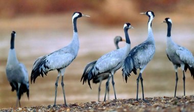 Te ptaki coraz częściej zimują w Polsce. Nie są to korzystne zmiany