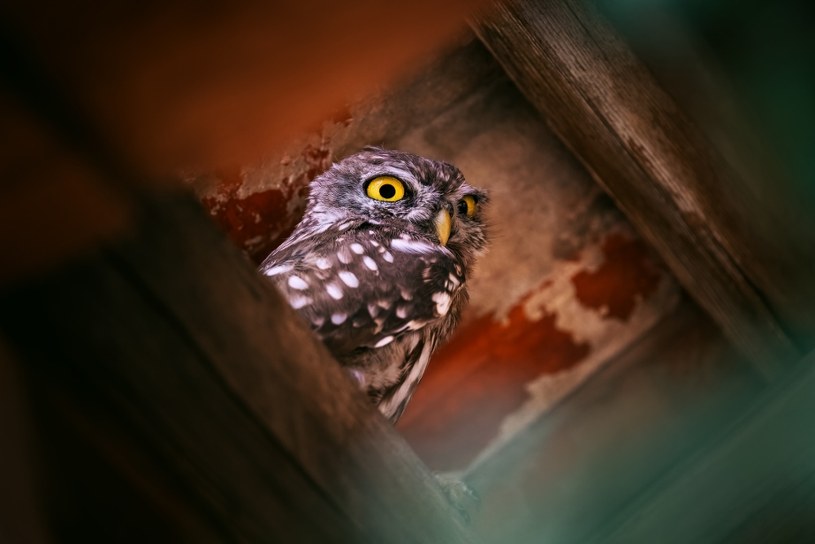 Te ptaki nie skorzystają z klasycznego karmnika. Postaw im literę "T"