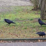 Te ptaki pełnią ważną rolę w miastach. Jest ich coraz mniej
