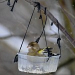 Te ptaki to prawdziwe rozrabiaki. Jak wyglądają dzwońce?