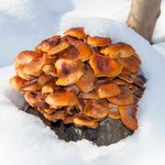 Te pyszne grzyby znajdziesz w lesie mimo niskich temperatur. Oto „zimowa trójca”