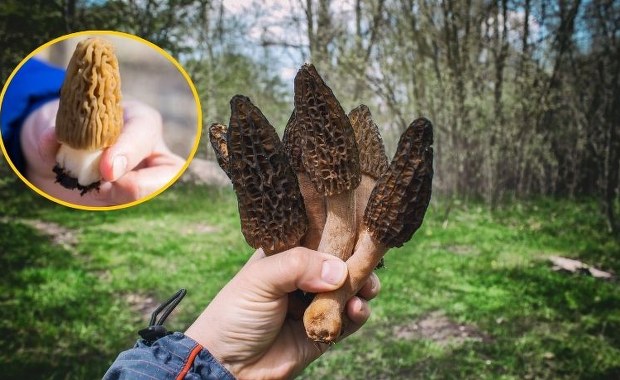 Te rarytasy pojawią się wkrótce. To jedne z najszlachetniejszych grzybów
