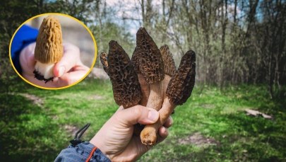 Te rarytasy pojawią się wkrótce. To jedne z najszlachetniejszych grzybów