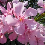 Tę roślinę spotkasz w pobliżu rzek i strumieni. Omijaj z daleka, jest silnie trująca