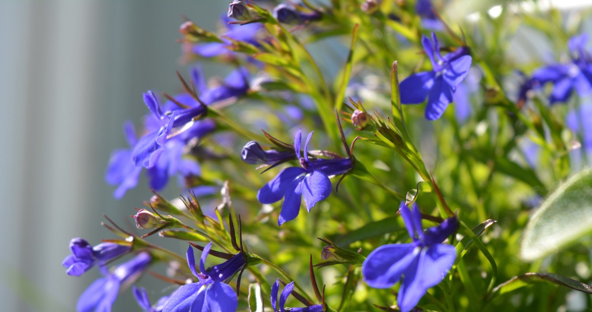 Tę roślinę warto wysiać w lutym. Zachwyca delikatnością i kolorami /123RF/PICSEL