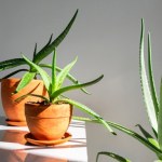 Te rośliny doniczkowe przetrwają wszystko. Idealne dla zapominalskich i zabieganych