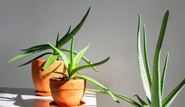 Te rośliny doniczkowe przetrwają wszystko. Idealne dla zapominalskich i zabieganych