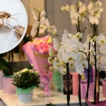 ​Te rośliny doniczkowe przyciągają karaluchy. Wielu z nas ma je w mieszkaniu