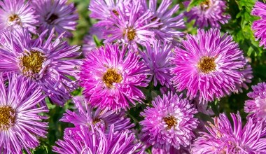 Te rośliny kwitną najdłużej. Są pięknym symbolem jesiennego ogrodu