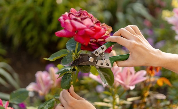 Te rośliny musisz przyciąć w październiku. Poznaj ogrodnicze triki prosto od specjalisty