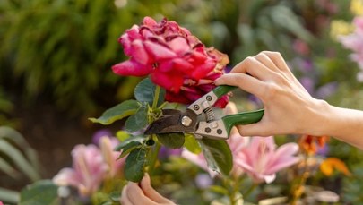 Te rośliny musisz przyciąć w październiku. Poznaj ogrodnicze triki prosto od specjalisty