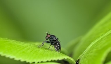 Te rośliny odstraszają meszki. Posadź w ogrodzie i zapomnij o bolesnych ugryzieniach