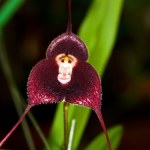 Te rośliny patrzą nam prosto w oczy. Mają kwiaty jak twarz małpy