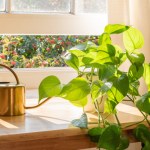 Te rośliny potrzebują zimą szczególnej opieki. Nawożenie to must have