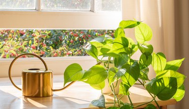 Te rośliny potrzebują zimą szczególnej opieki. Nawożenie to must have