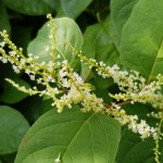 Te rośliny ruszają zaraz po zimie. Bez szybkiej reakcji zniszczą rabaty i trawnik