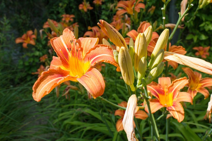 Te rośliny są odporne na upały. Możesz je posadzić w środku lata