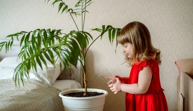 Te rośliny stanowią śmiertelne zagrożenie dla dzieci. Sprawdź, czy nie masz ich w domu