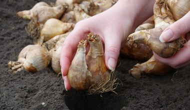 Te rośliny warto posadzić jesienią. Nie poznasz swojego ogrodu na wiosnę!