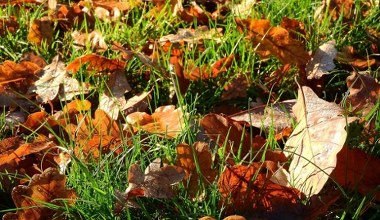 Те, що ви робите з опалим листям, руйнує ваш сад. Велика помилка
