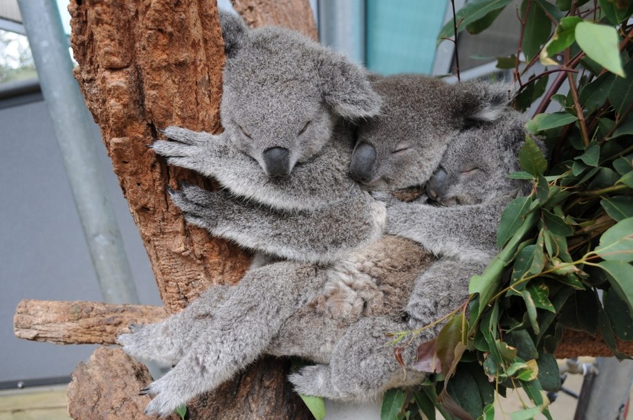 Te słodziuchy nazywają się Sydney, Milli i Tucker /ELLEN WILSON/TARONGA ZOO AUSTRALIA  /PAP/EPA