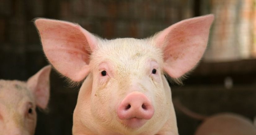 Te świnie nie odrzucą przeszczepów od ludzi /123RF/PICSEL