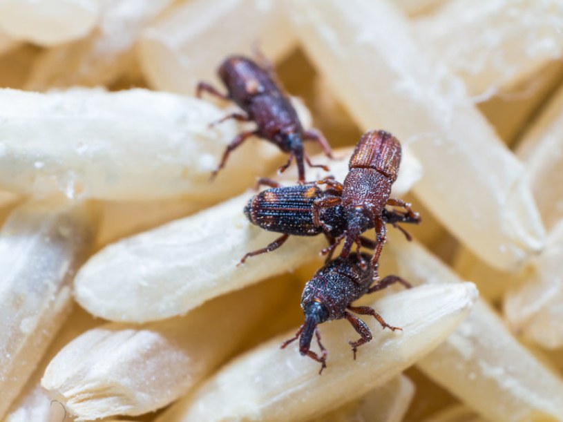 Te szkodniki pojawiają się w kuchni równie często jak mole. Tak je wypędzisz