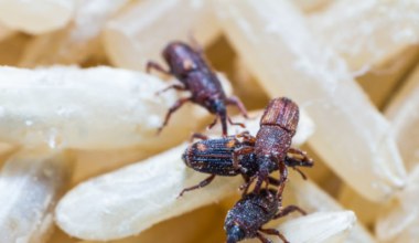 Te szkodniki pojawiają się w kuchni równie często jak mole. Tak je wypędzisz