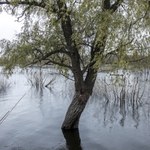 Te tereny mogą nas obronić przed Rosją. Przyrodnicy współpracują z wojskiem
