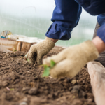 Te warzywa możesz wysiać już w styczniu. Plony zbierzesz szybciej, niż sąsiedzi 