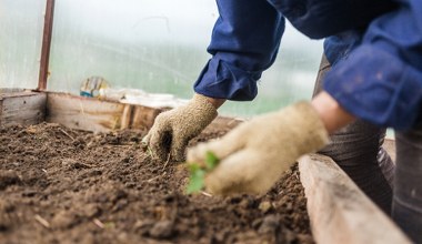 Te warzywa możesz wysiać już w styczniu. Plony zbierzesz szybciej, niż sąsiedzi 