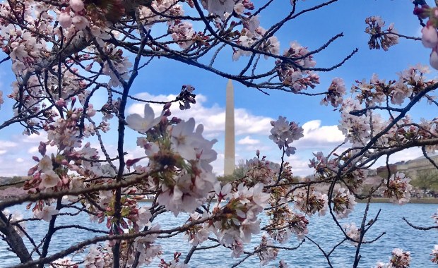 Te zdjęcia zapierają dech w piersi. Festiwal Kwitnącej Wiśni w Waszyngtonie