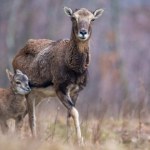Te zwierzęta żyją w wyrobisku po kopalni. Powstanie tam jezioro