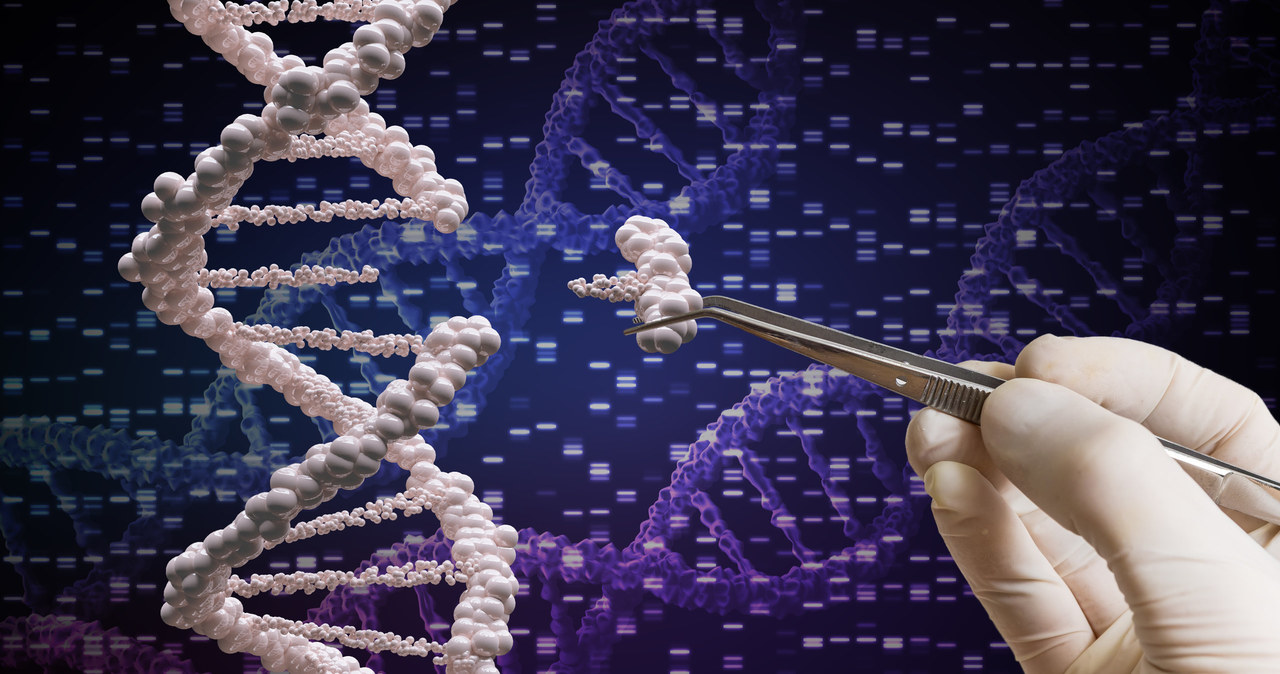 Technika CRISPR/Cas9 służy do edycji genów /123RF/PICSEL