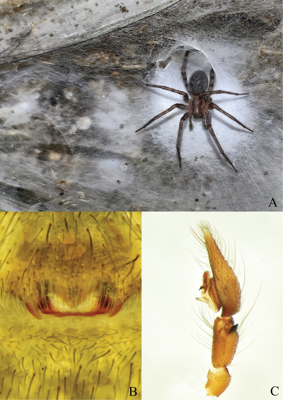 Tegenaria domestica w Jaskini Siarkowej /