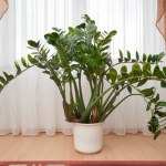 Tego błędu zamiokulkas nie wybacza. Sprawdź, nim będzie za późno