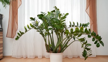 Tego błędu zamiokulkas nie wybacza. Sprawdź, nim będzie za późno