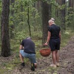 Tego borowika już znajdziesz w lesie. Przygotuj duży koszyk 