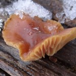 Tego grzyba można zbierać nawet po opadach śniegu. Jest jadalny i smaczny