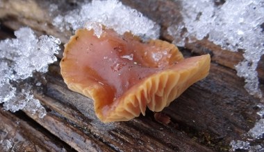 Tego grzyba można zbierać nawet po opadach śniegu. Jest jadalny i smaczny